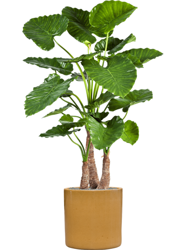 Alocasia calidora en Cylinder, Ter Steege