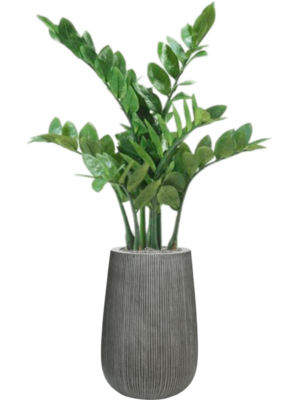 Zamioculcas en Ridged Vertically