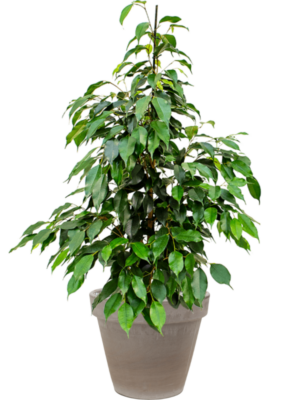 Ficus benjamina 'Danielle' en Terra Cotta