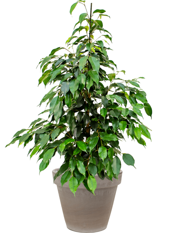 Ficus benjamina 'Danielle' en Terra Cotta, Den Daas