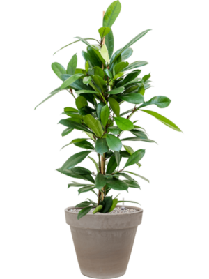 Ficus cyathistipula en Terra Cotta