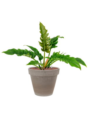 Philodendron 'Narrow' en Terra Cotta