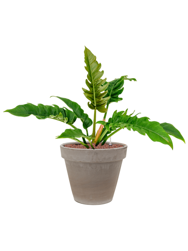 Philodendron 'Narrow' en Terra Cotta, Den Daas