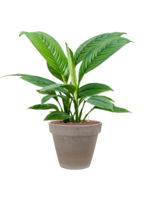 Spathiphyllum 'Sensation' en Terra Cotta
