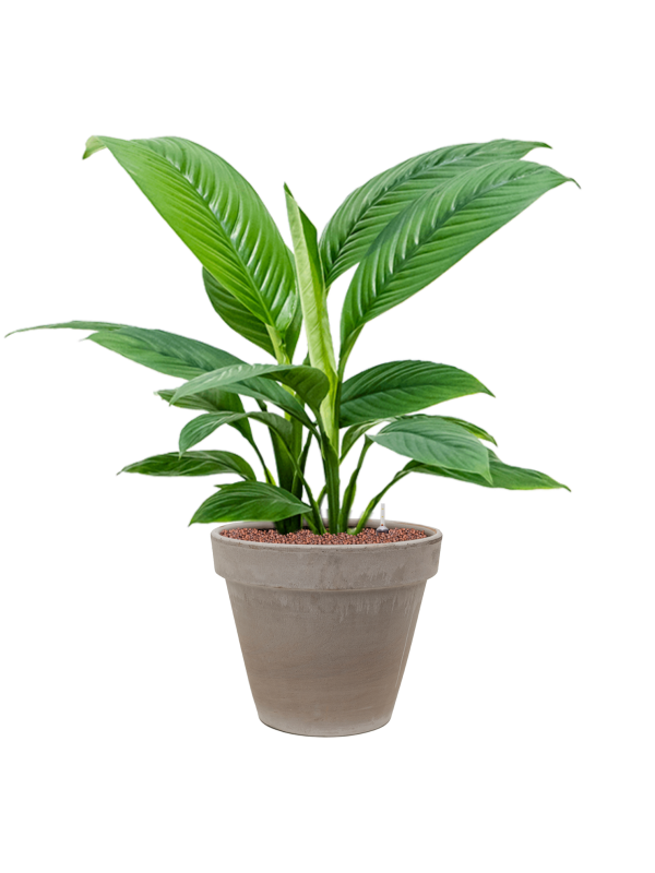 Spathiphyllum 'Sensation' en Terra Cotta, Den Daas