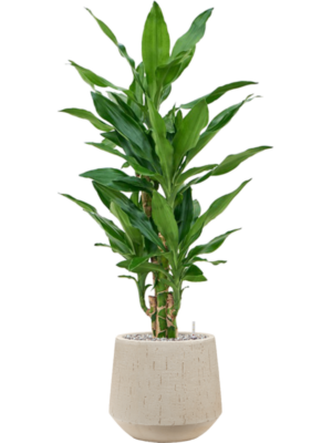Dracaena fragrans 'Burundii' en Baq Raindrop