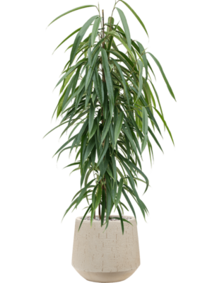 Ficus binnendijkii 'Alii' en Baq Raindrop