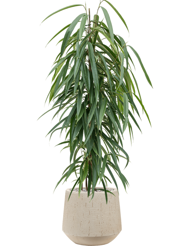 Ficus binnendijkii 'Alii' en Baq Raindrop