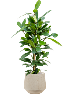Ficus cyathistipula en Baq Raindrop
