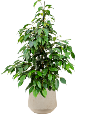 Ficus benjamina 'Danielle' en Baq Raindrop