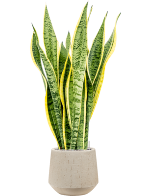 Sansevieria trifasciata 'Laurentii' en Baq Raindrop