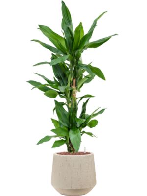 Dracaena fragrans 'Burundii' en Baq Raindrop