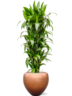 Dracaena fragrans 'Janet Craig' en Baq Metallic Silver leaf