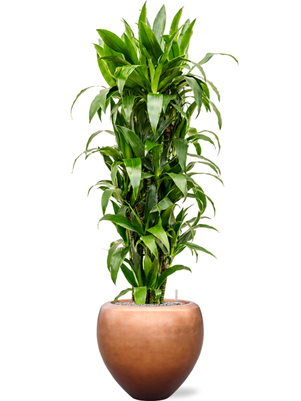 Dracaena fragrans 'Janet Craig' en Baq Metallic Silver leaf