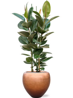 Ficus elastica 'Robusta' en Baq Metallic Silver leaf