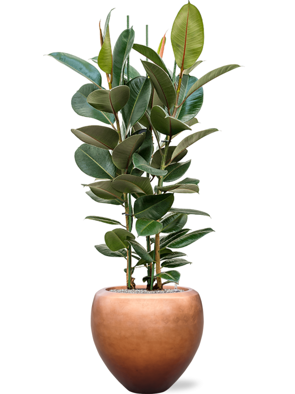 Ficus elastica 'Robusta' en Baq Metallic Silver leaf