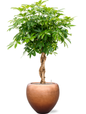 Schefflera arb. 'Compacta' en Baq Metallic Silver leaf