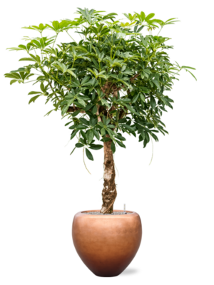 Schefflera arb. 'Compacta' en Baq Metallic Silver leaf
