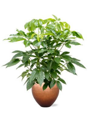 Schefflera actinophylla 'Amate' en Baq Metallic Silver leaf