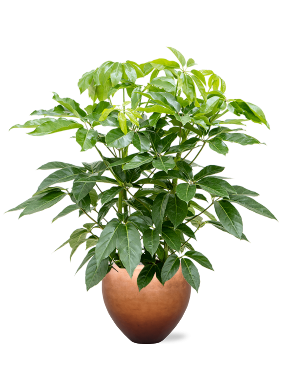 Schefflera actinophylla 'Amate' en Baq Metallic Silver leaf