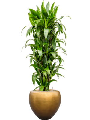 Dracaena fragrans 'Janet Craig' en Baq Metallic Silver leaf