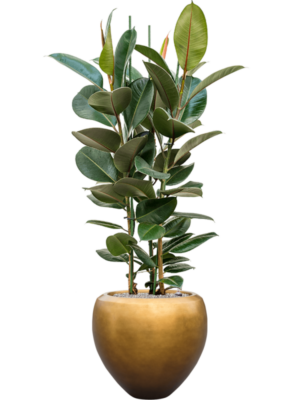 Ficus elastica 'Robusta' en Baq Metallic Silver leaf
