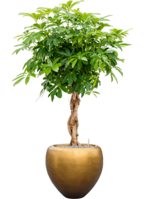 Schefflera arb. 'Compacta' en Baq Metallic Silver leaf