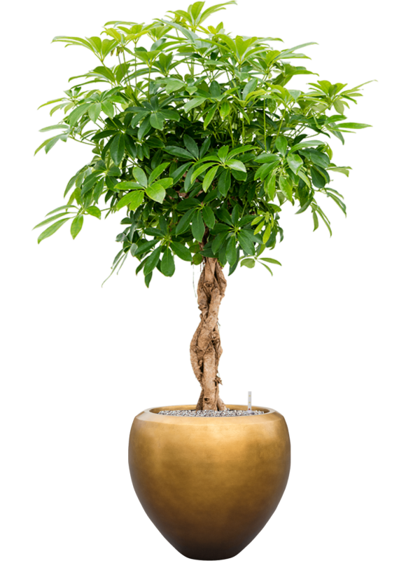 Schefflera arb. 'Compacta' en Baq Metallic Silver leaf