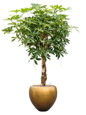 Schefflera arb. 'Compacta' en Baq Metallic Silver leaf