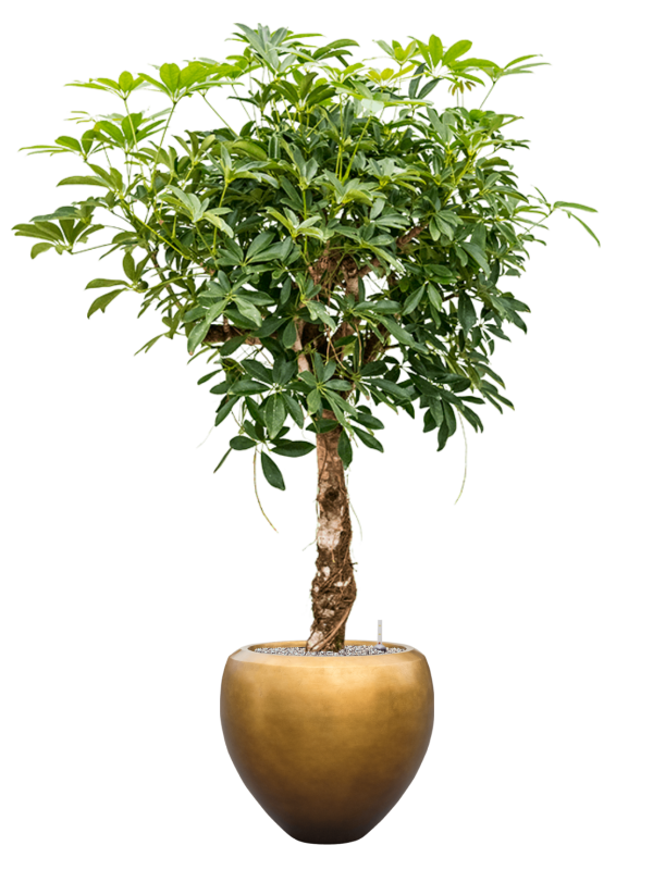 Schefflera arb. 'Compacta' en Baq Metallic Silver leaf
