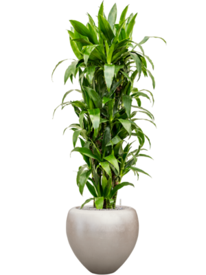 Dracaena fragrans 'Janet Craig' en Baq Metallic Silver leaf