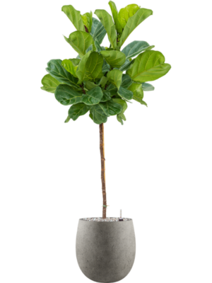 Ficus lyrata en Grigio