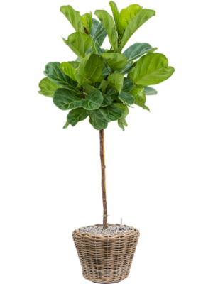 Ficus lyrata en Drypot Rattan