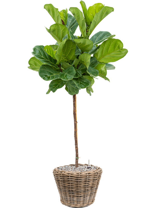 Ficus lyrata en Drypot Rattan, van der Leeden