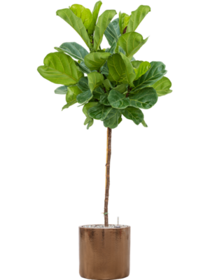 Ficus lyrata en Cylinder