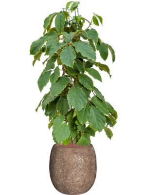 Tetrastigma voinierianum en Baq Polystone Coated Plain