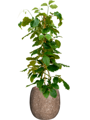 Tetrastigma voinierianum en Baq Polystone Coated Plain