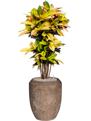 Croton variegatum 'Mrs. Iceton' en Baq Polystone Coated Plai