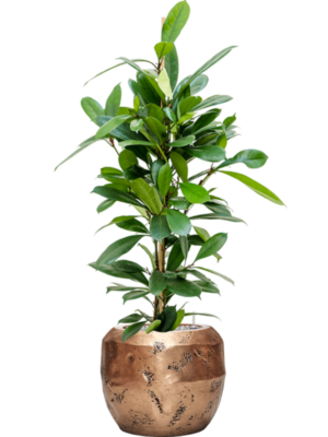 Ficus cyathistipula en Baq Opus Raw