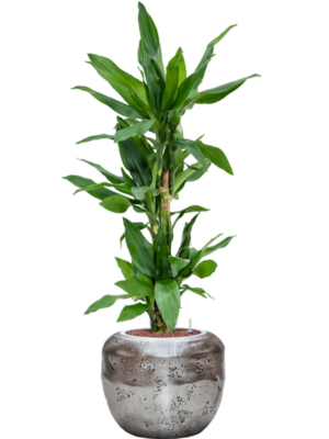 Dracaena fragrans 'Burundii' en Baq Opus Raw