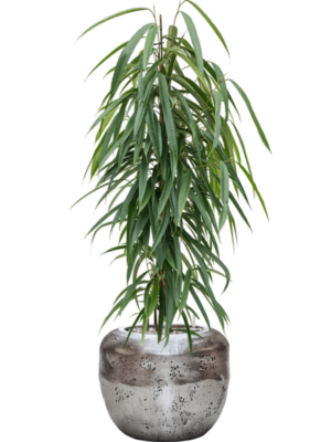 Ficus binnendijkii 'Alii' en Baq Opus Raw