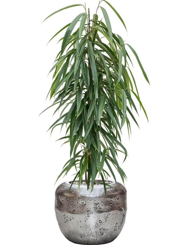 Ficus binnendijkii 'Alii' en Baq Opus Raw