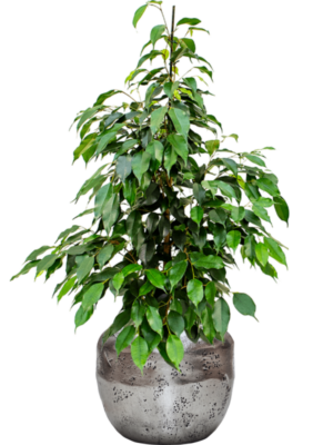 Ficus benjamina 'Danielle' en Baq Opus Raw