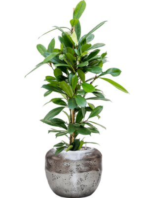 Ficus cyathistipula en Baq Opus Raw