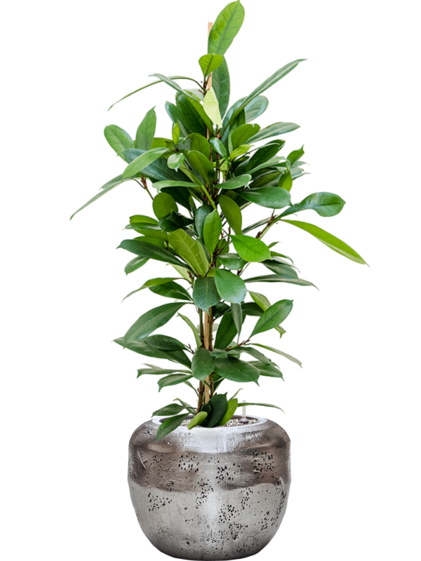 Ficus cyathistipula en Baq Opus Raw