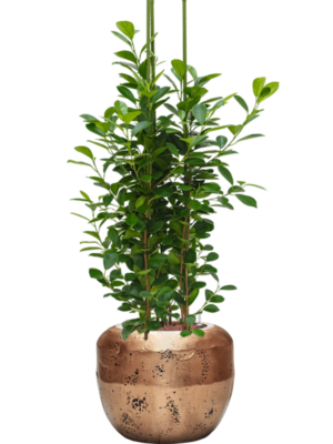 Ficus microcarpa 'Moclame' en Baq Opus Raw