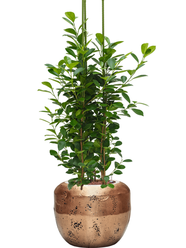 Ficus microcarpa 'Moclame' en Baq Opus Raw