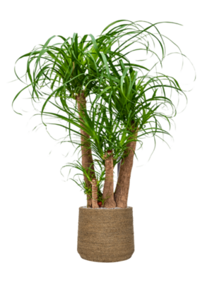 Beaucarnea recurvata en Bohemian