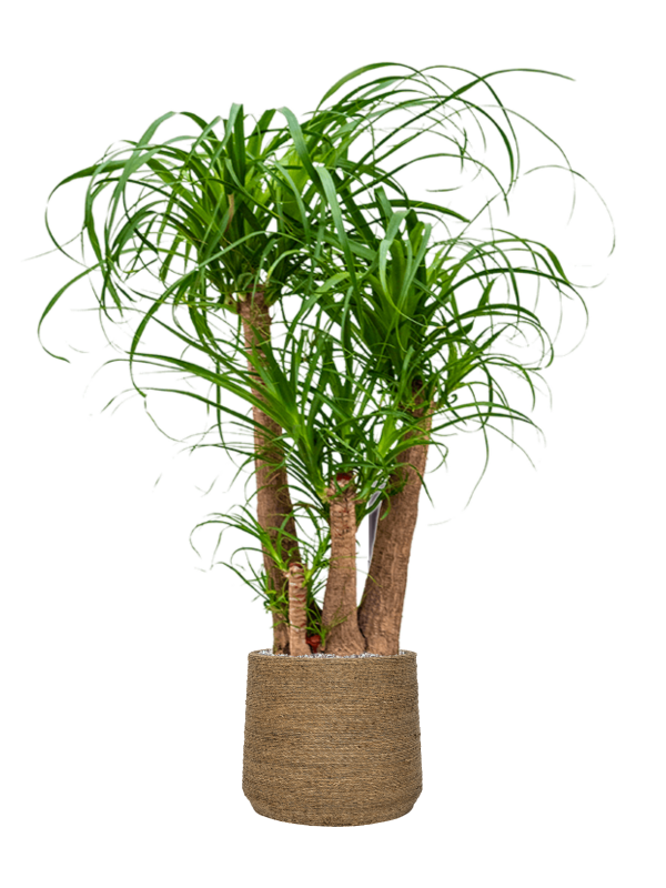 Beaucarnea recurvata en Bohemian, Pottery Pots