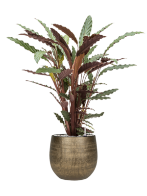 Calathea rufibarba 'Wavestar' en Ryan